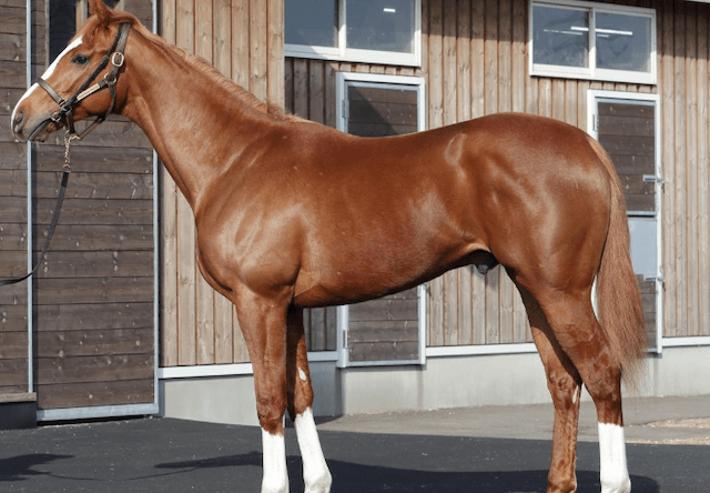 競走馬ジーティーパワー