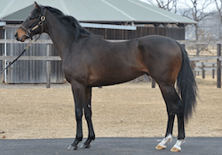 競走馬シャハザマーン
