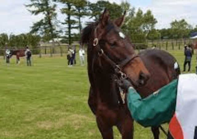 競走馬シャハザマーン