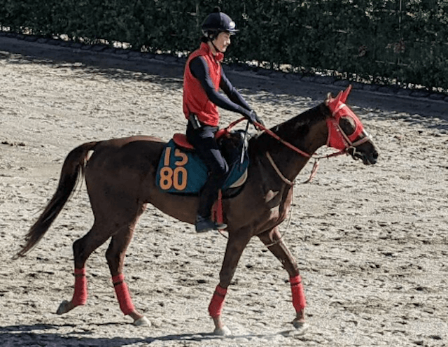 ンダホの持ち馬である競走馬ワンダホー